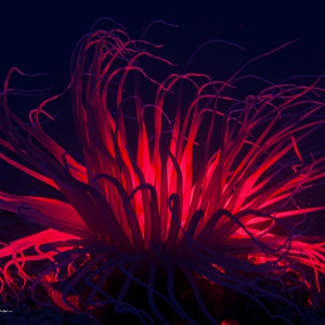 Anemone on fire